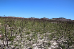 Pillansia templemannii