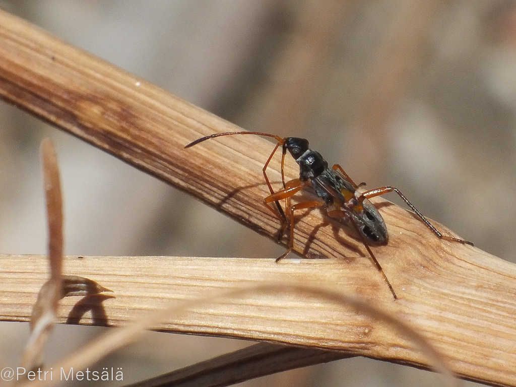 dirt-colored-seed-bugs-from-mirties-852-00-kreikka-on-may-31-2012-at