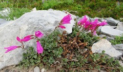 Penstemon rupicola