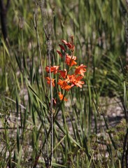 Pillansia templemannii