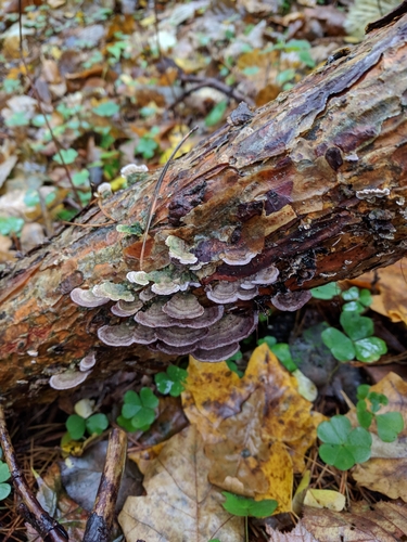 Eglinė Kempelė nuotrauka