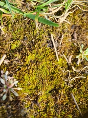 Didymodon icmadophilus