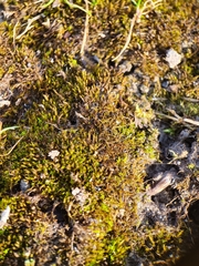 Didymodon icmadophilus