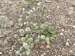 Eryngium nudicaule