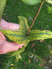 Silphium asteriscus trifoliatum