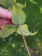 Silphium asteriscus trifoliatum