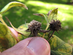 Silphium asteriscus trifoliatum