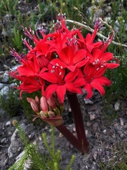 Brunsvigia marginata