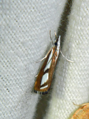 Catoptria latiradiellus