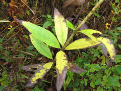 Silphium asteriscus trifoliatum