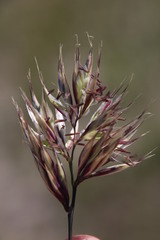 Geochloa