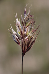 Geochloa