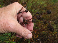 Silphium asteriscus trifoliatum