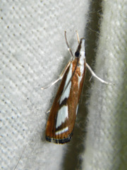 Catoptria latiradiellus