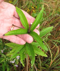 Silphium asteriscus trifoliatum