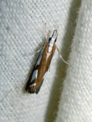 Catoptria latiradiellus