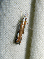 Catoptria latiradiellus