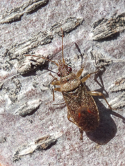 Orsillus maculatus