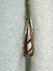 Catoptria latiradiellus