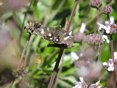 Litocala sexsignata