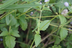 Schistocerca flavofasciata