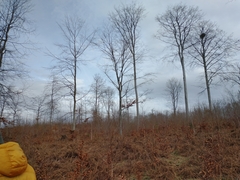 Haliaeetus albicilla