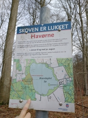 Haliaeetus albicilla