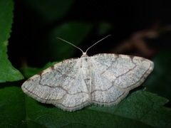 Stegania trimaculata