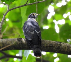 Hierococcyx hyperythrus