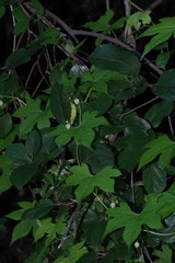 Ceratiosicyos laevis