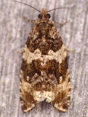 Olethreutes valdanum
