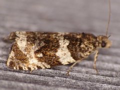 Olethreutes valdanum