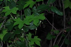 Ceratiosicyos laevis