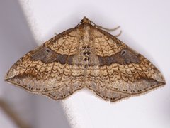 Orthonama evansi