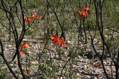 Pillansia templemannii