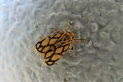 Miltochrista conjunctana