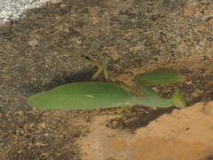Sphodromantis lineola