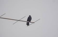 Corvus monedula