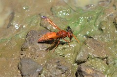 Antodynerus radialis