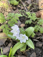 Scilla mischtschenkoana