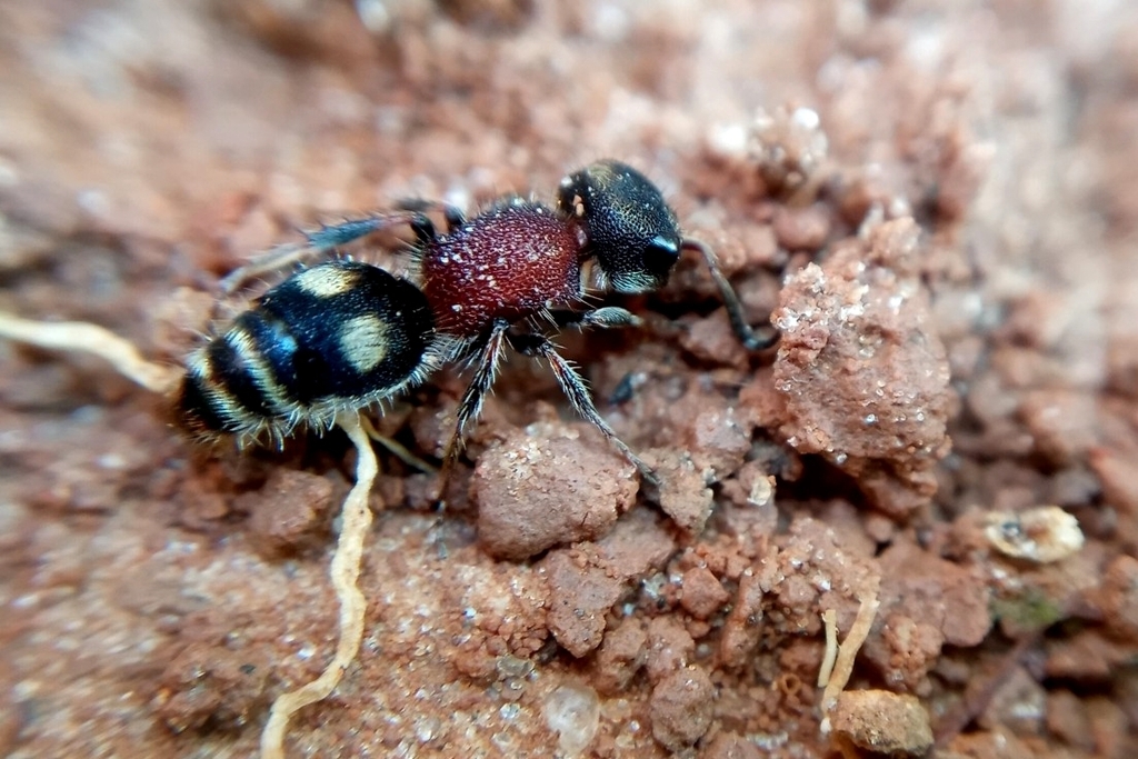 Darditilla