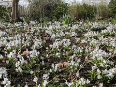 Scilla mischtschenkoana