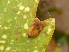 Cacoecimorpha pronubana