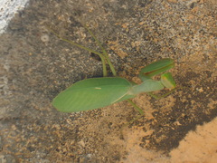 Sphodromantis lineola