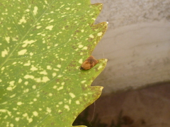 Cacoecimorpha pronubana