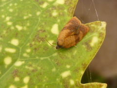 Cacoecimorpha pronubana