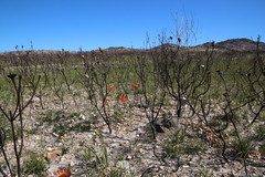 Pillansia templemannii