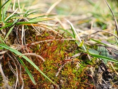 Aloina aloides
