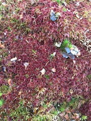 Sphagnum magellanicum