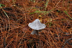 Mycena polygramma